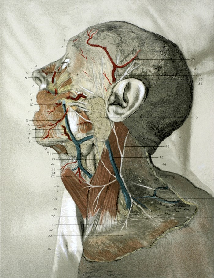 George McClellan's 1892 Regional anatomy George McClellan's 1892 Regional anatomy