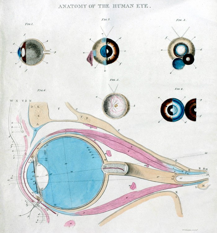Alexander Watson Wemyss' 1828 Anatomy of the Human Eye Alexander Watson Wemyss' 1828 Anatomy of the Human Eye